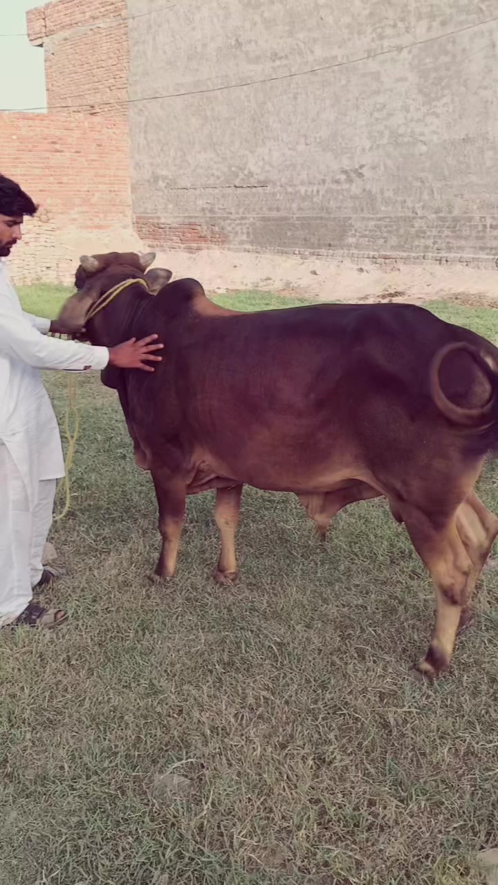 @نواب 😎راجپوت 🔥