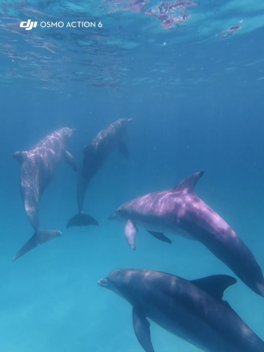 @Shell Island Dolphin Tours 🐬