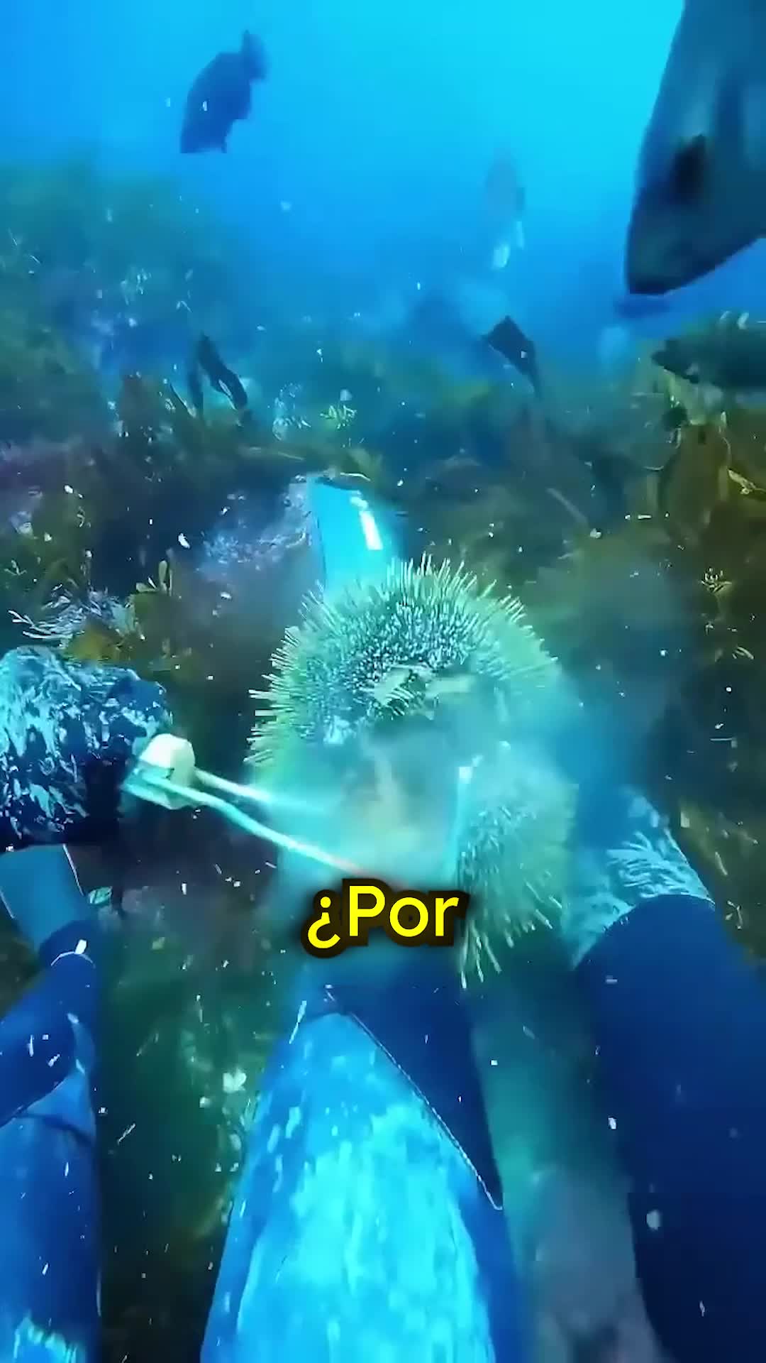 @CuriosoBen 😾