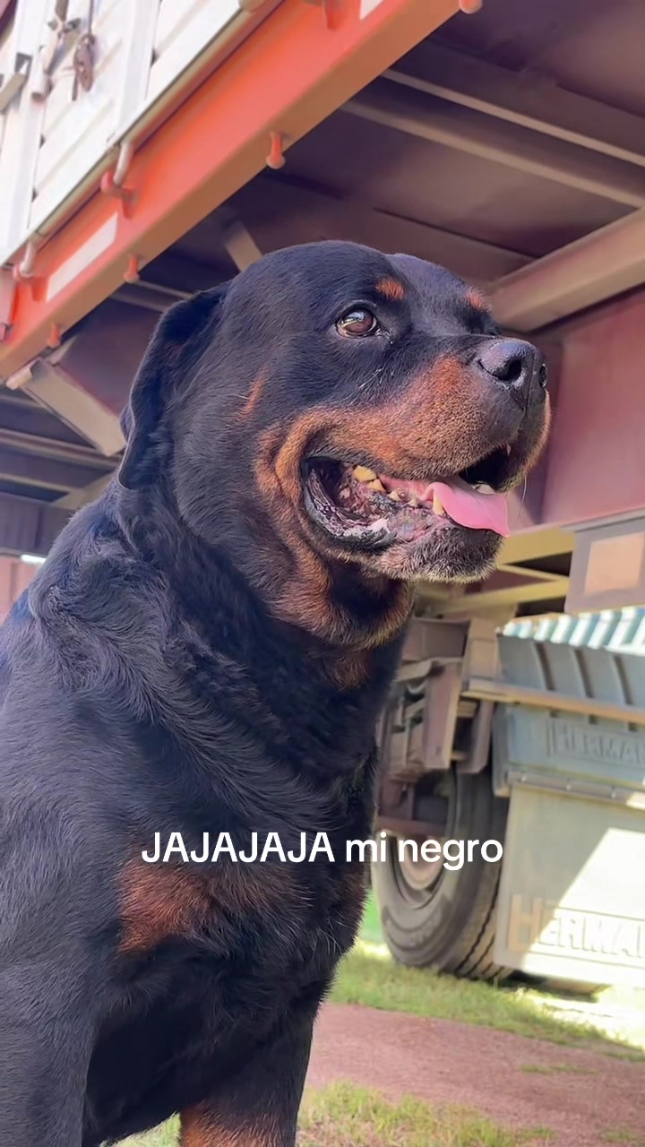 @Robertino