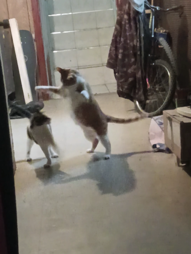 @Tara 🇨🇦🫶♥️🌎💃