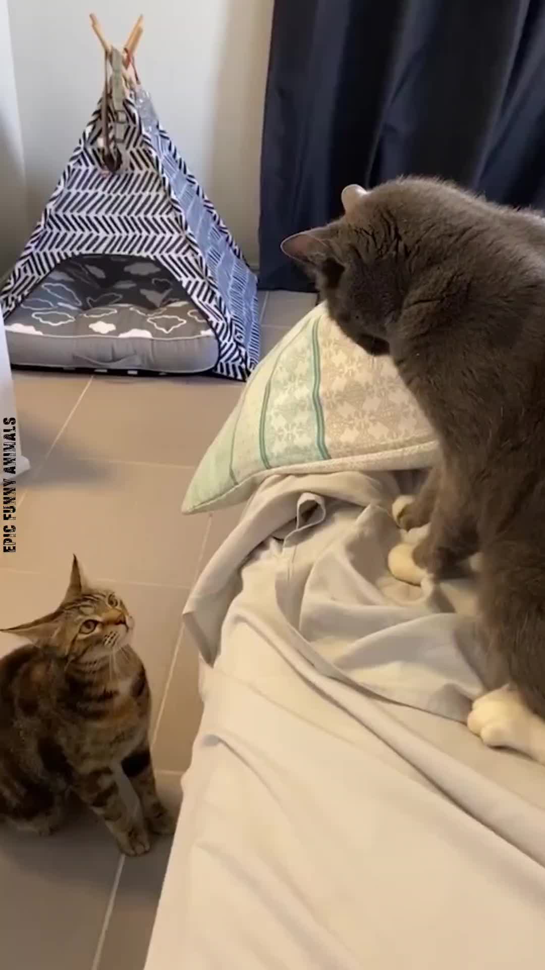 @Epic Funny Animals