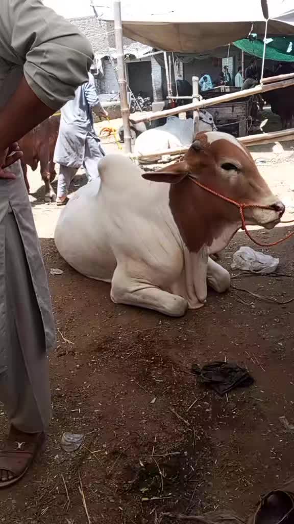 @hamzakhanh04