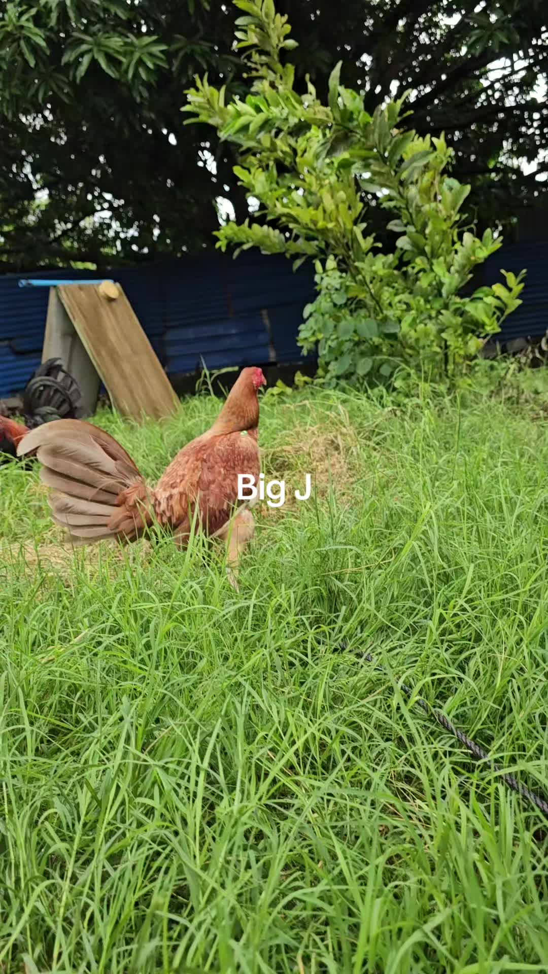 @Big J Gamefarm