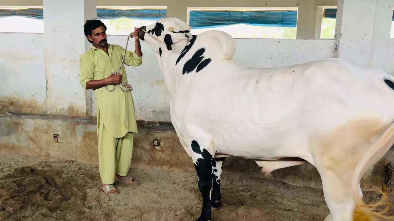 @zubairkhattak006