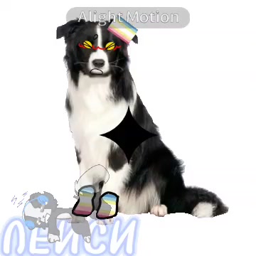 @собака Лейси👑|||🐶✅🐱✅