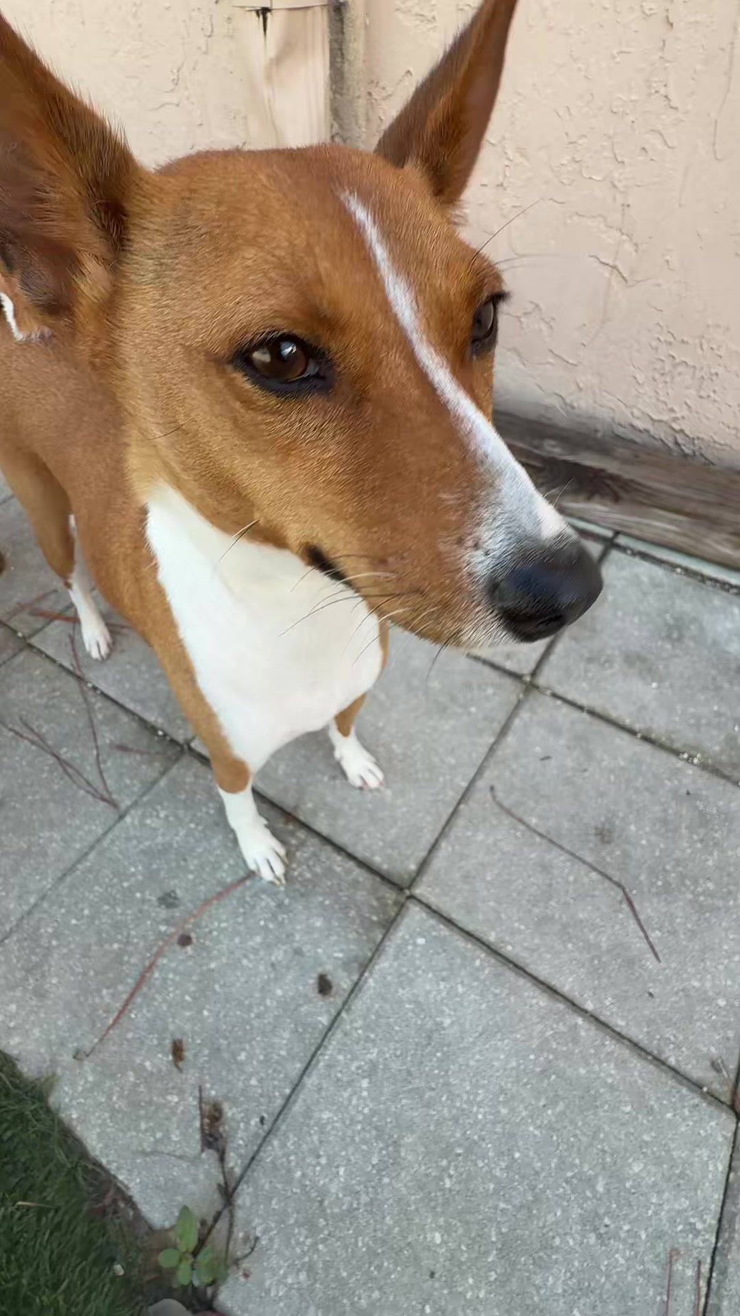 @The Dog Stop, Stuart FL๐๐พ๐