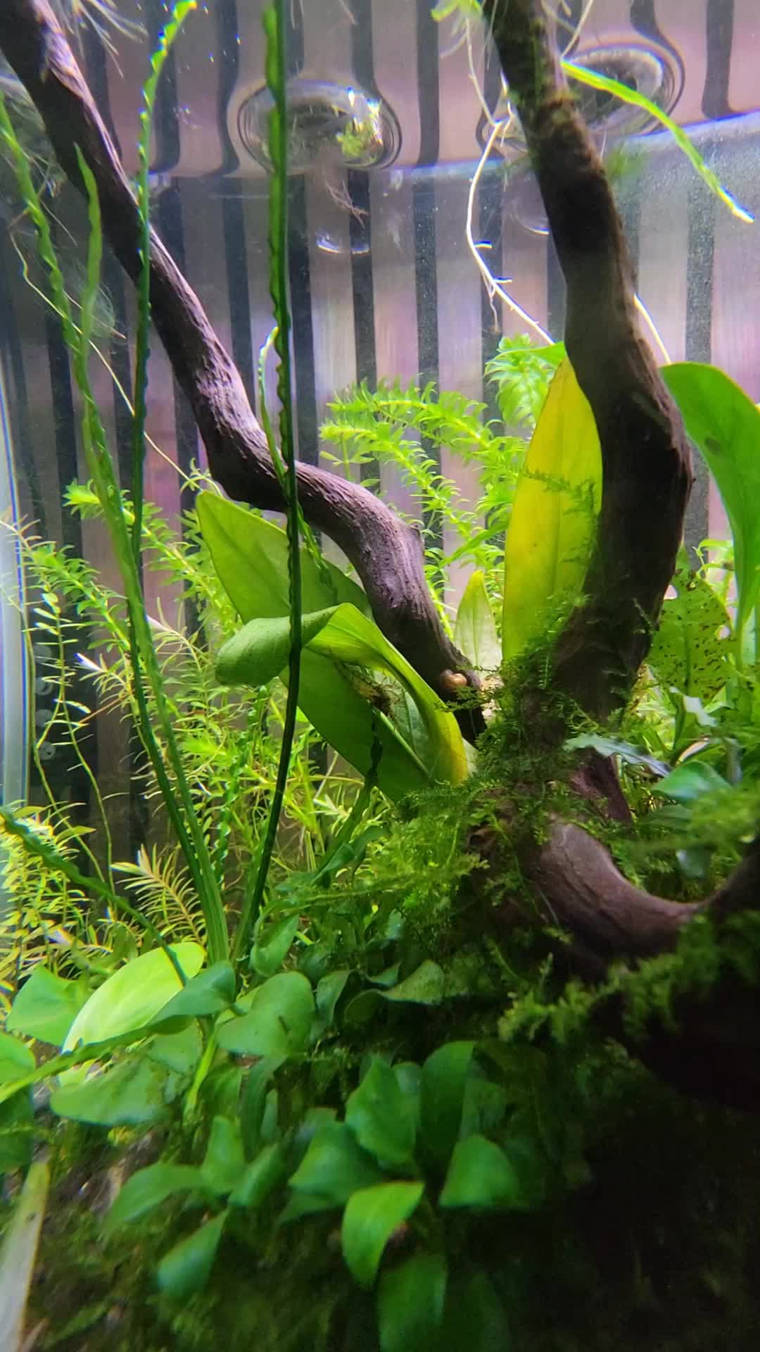 @Fishie Fishy Fish (nano, nano)