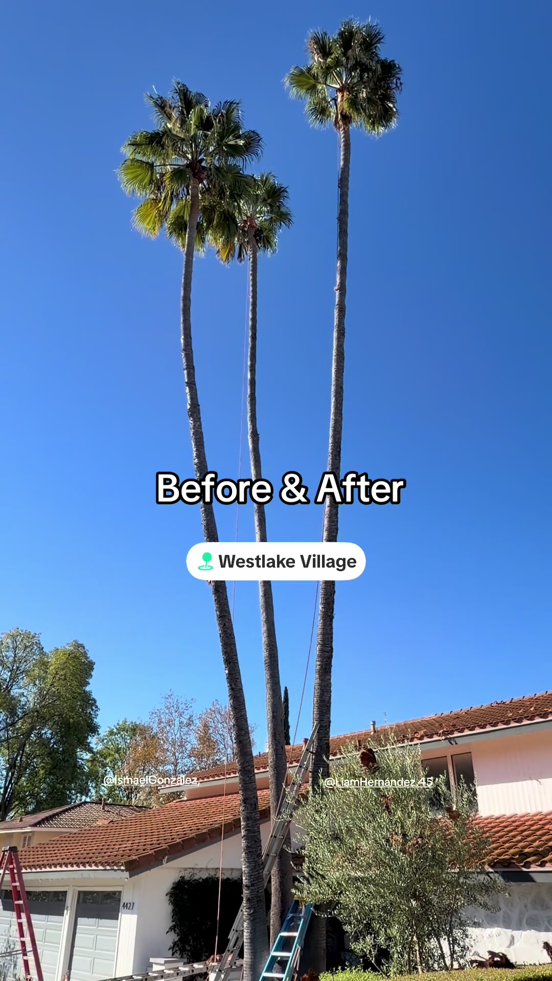 @Estan Tree Specialist
