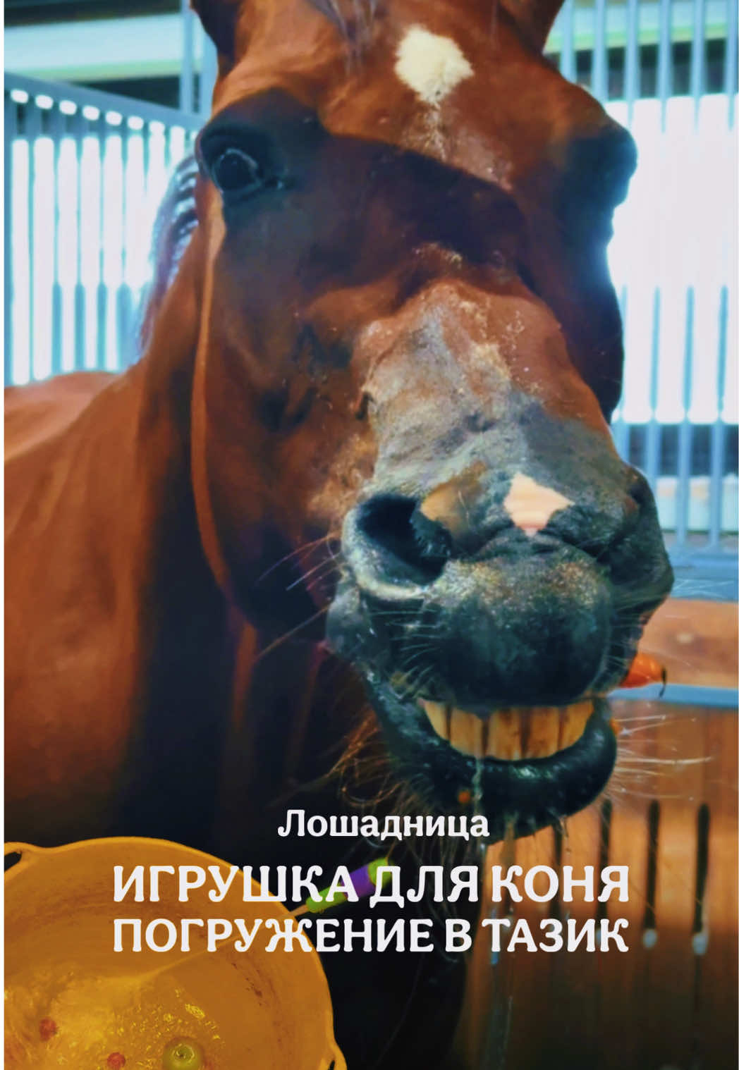 @Лошадница