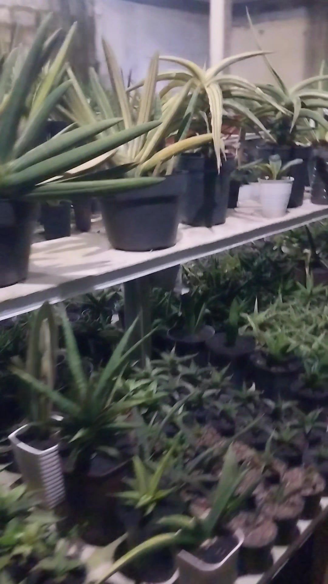 @AmeNursery
