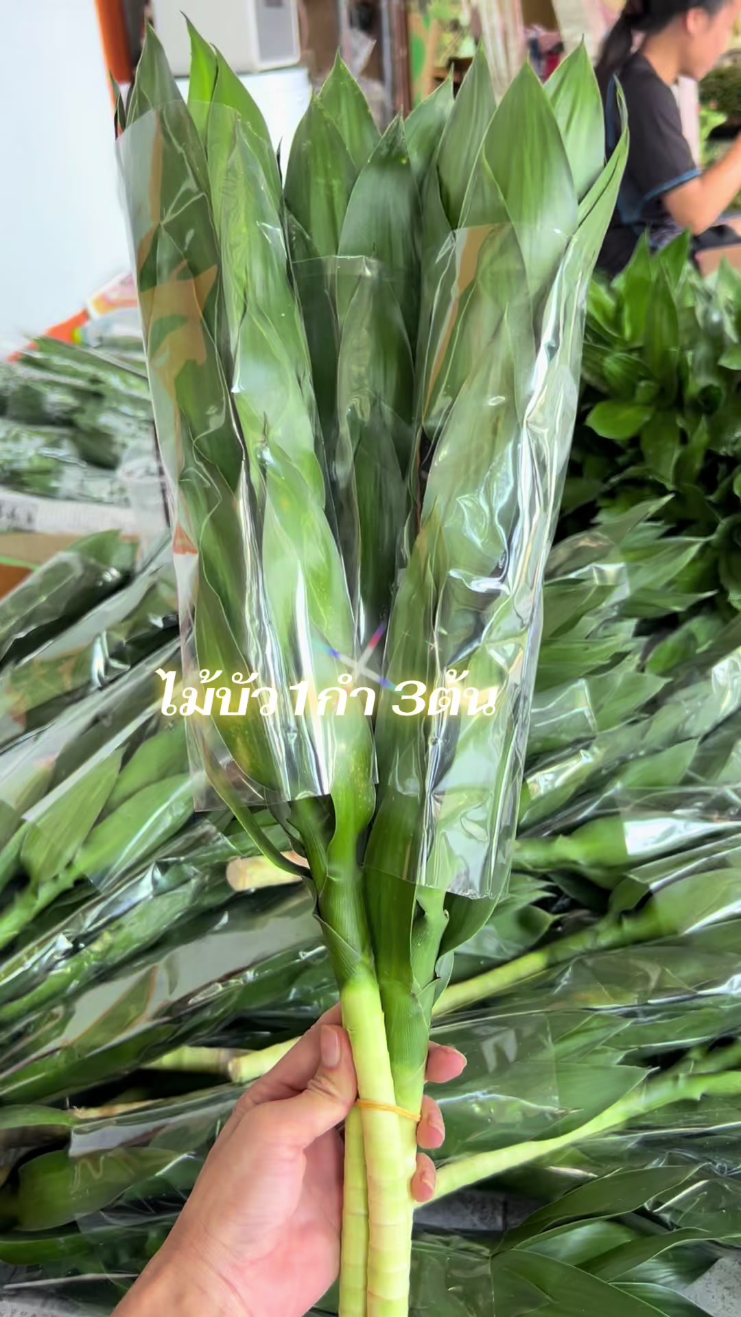 @ไผ่กวนอิมใส่โหลปลากัด
