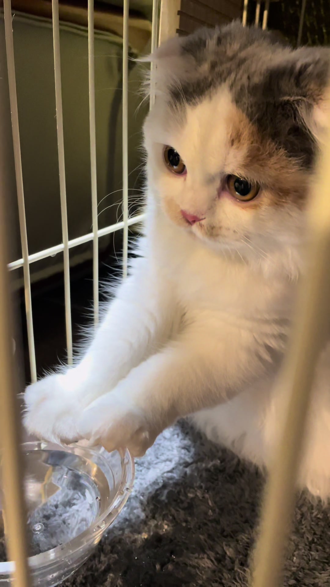 @むぎころ