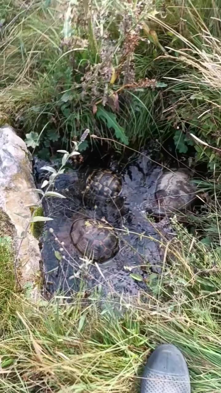 @doğa hayranı