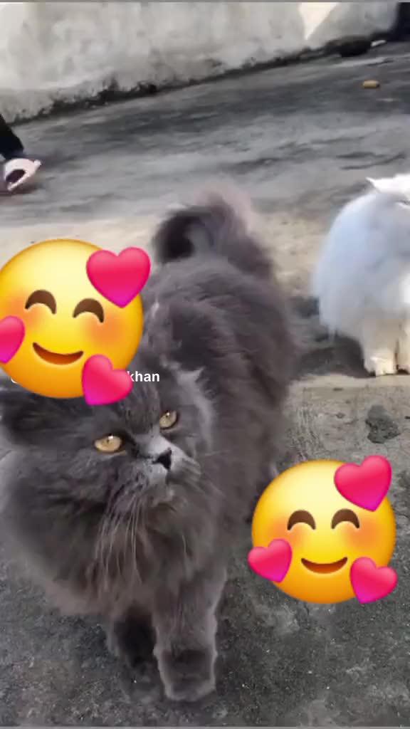 @wسsy خان ❤️😍