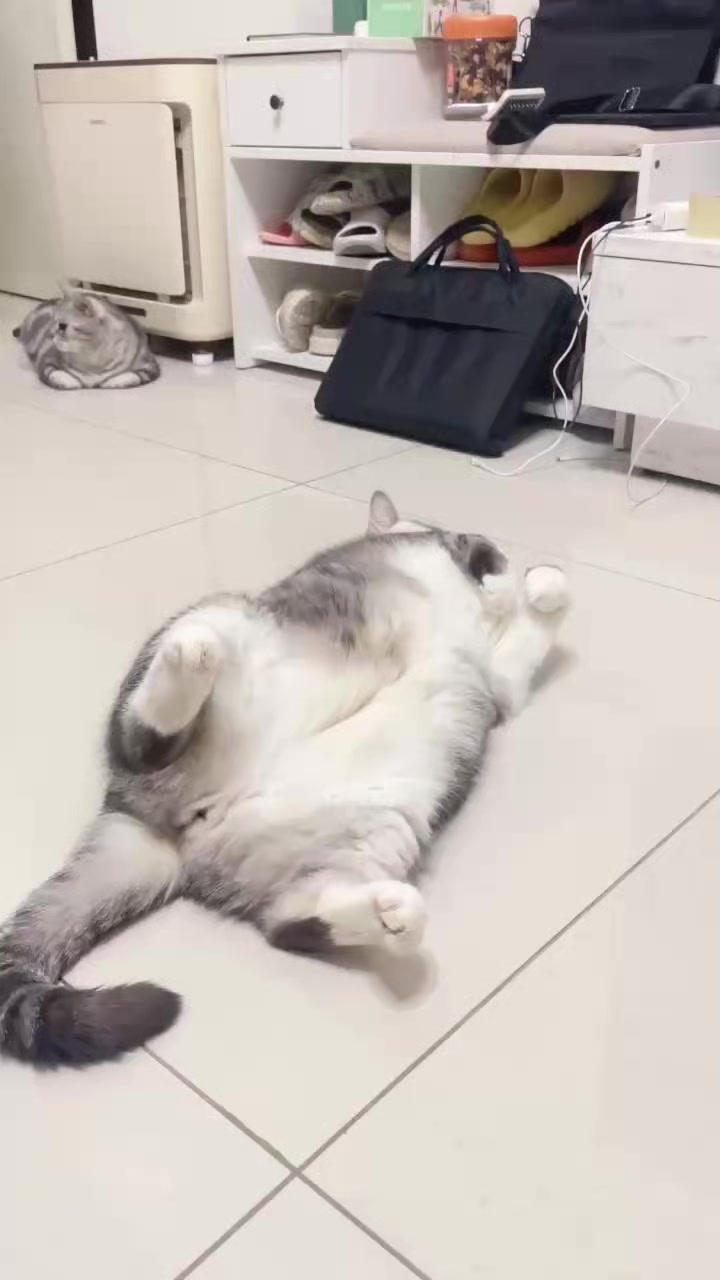 @migo是貓?