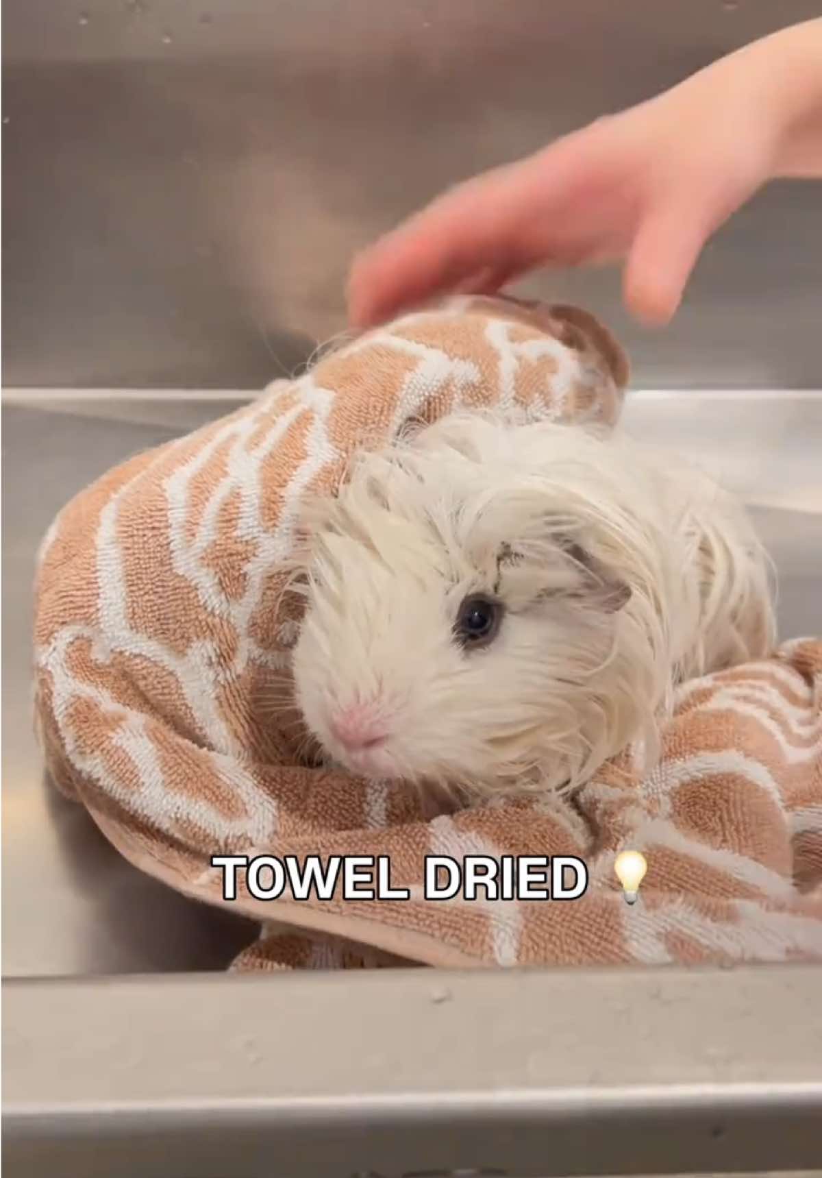 @pumpkin_panda_home