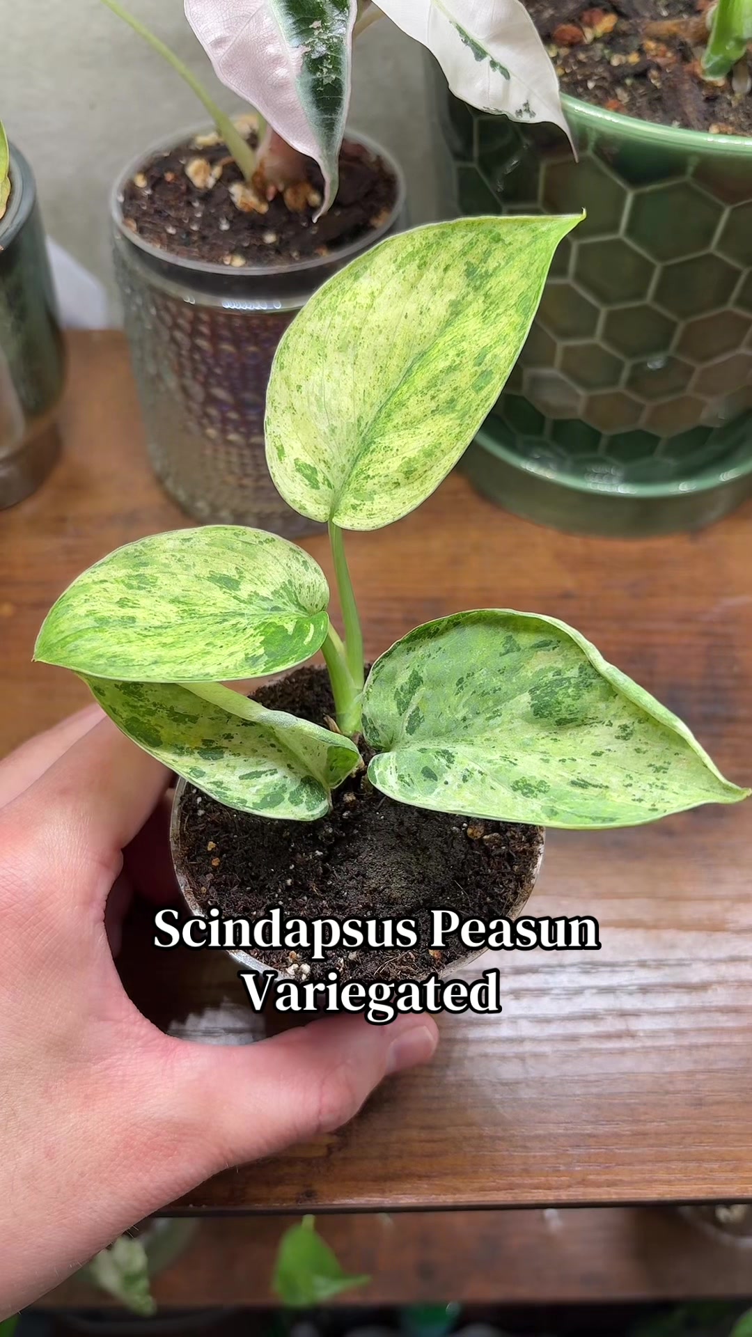@Plant Girly Erin 🌱💚