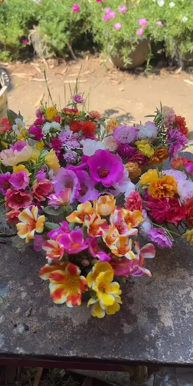 @Xeema_Nursery