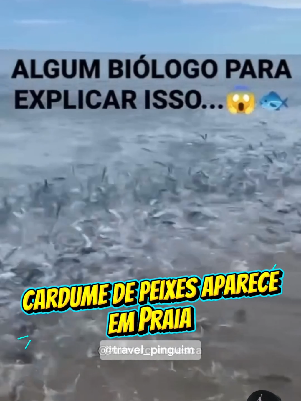 @TRAVEL PINGUIM