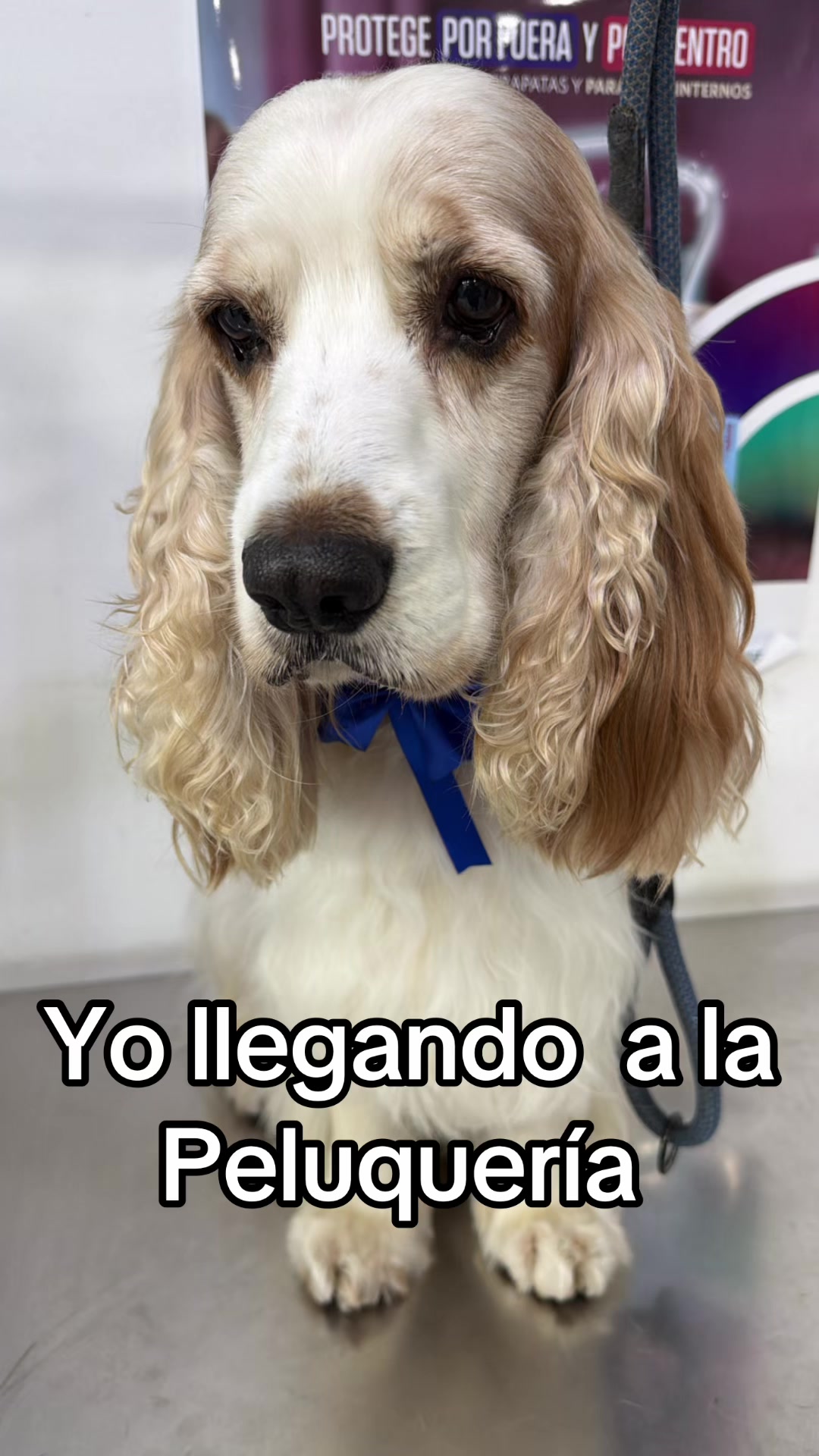 @VETERINARIA DR. CORTEGANA