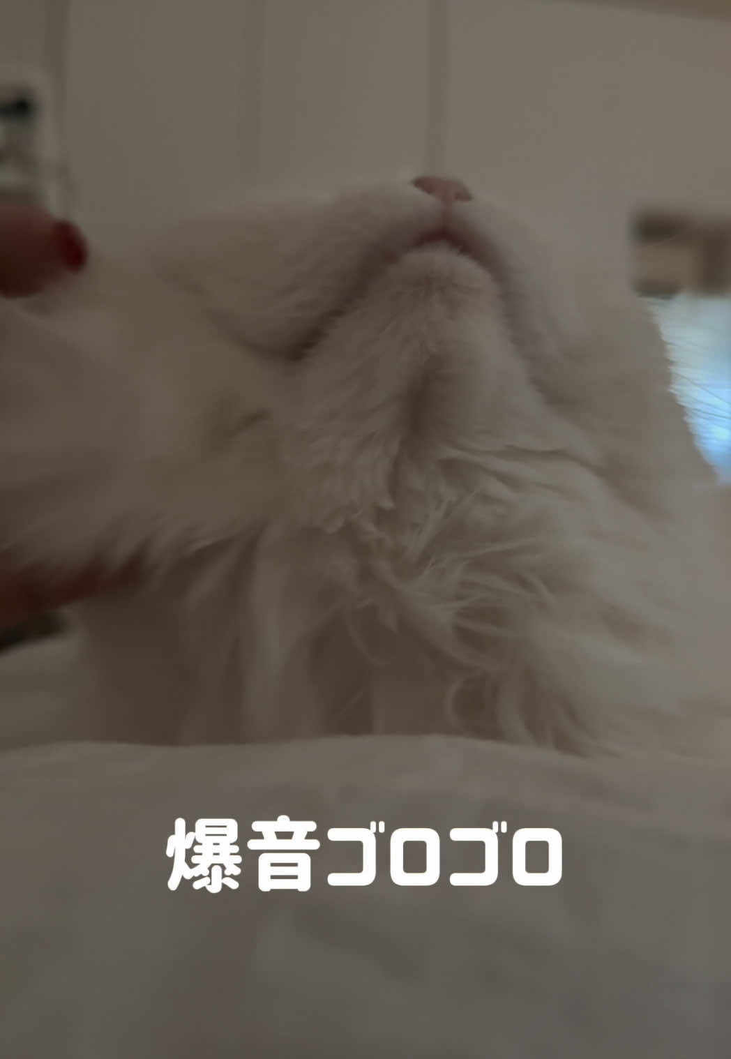 @もっちぬ