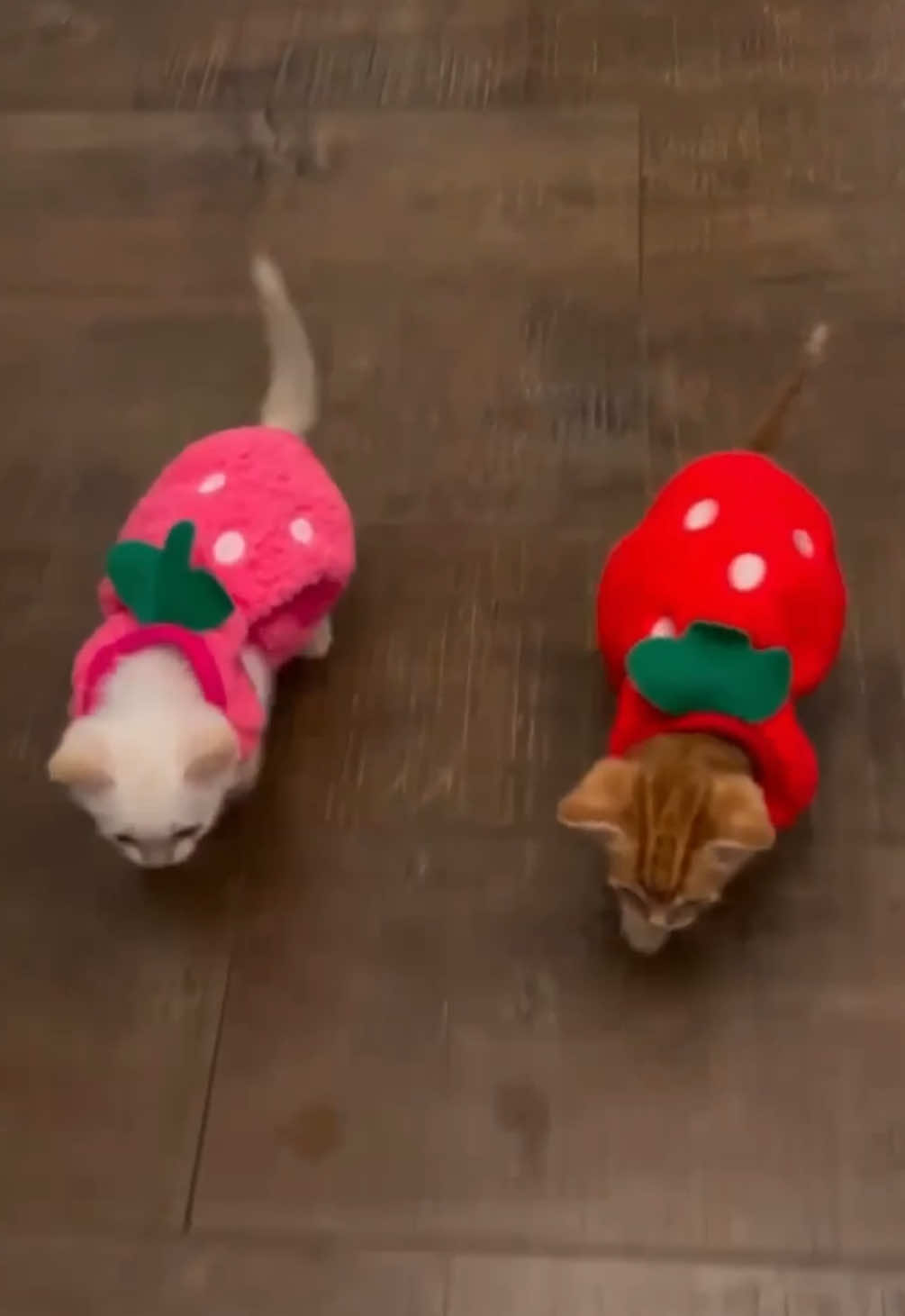 @kloutkittens