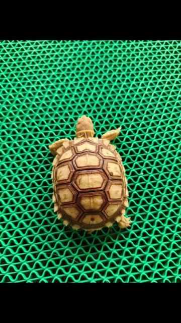 @ReptileTeamSby