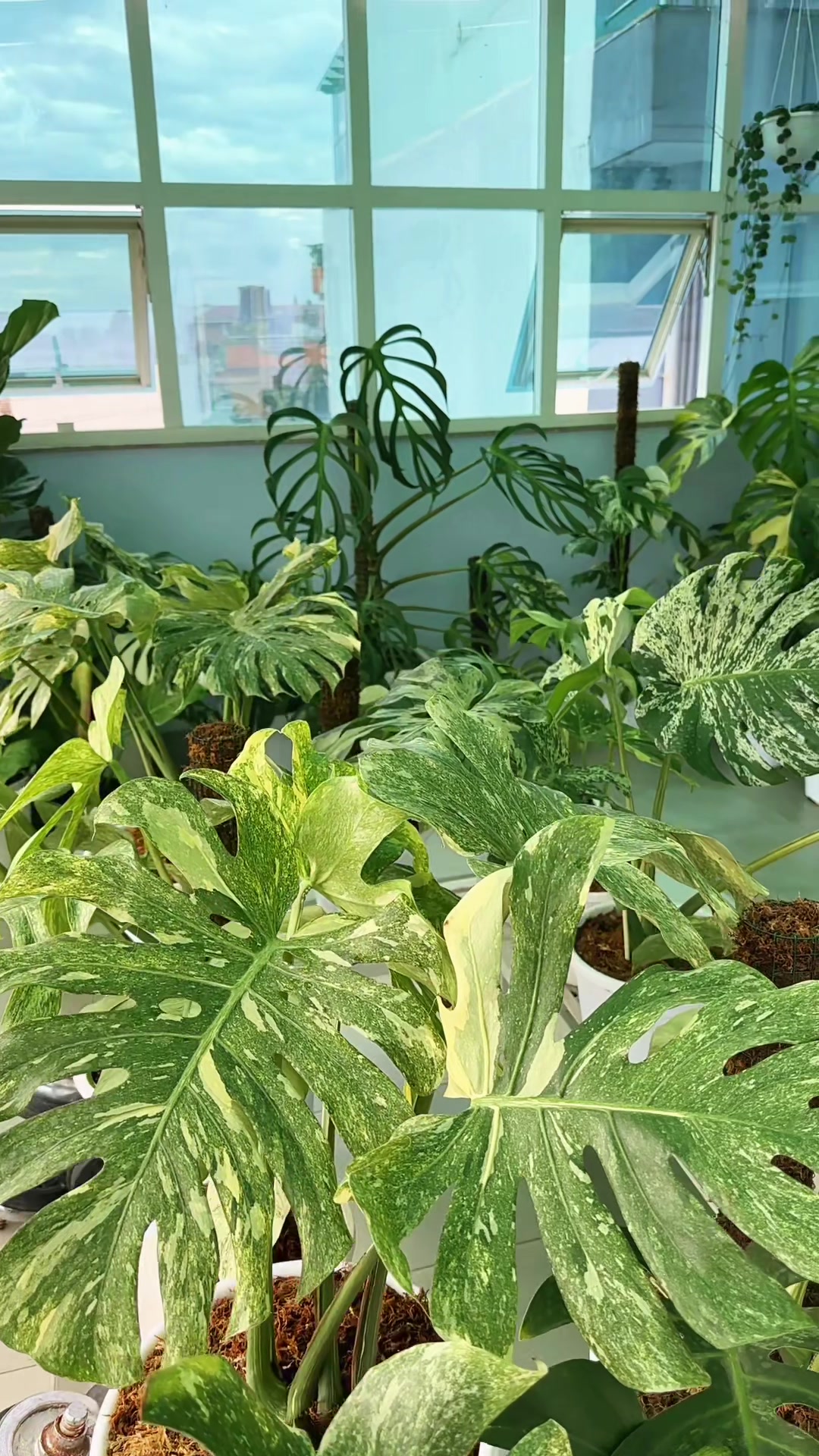 @Plantlife50