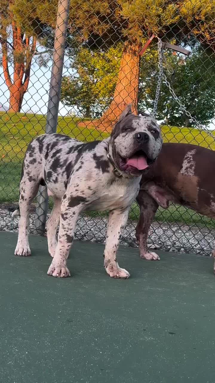 @Andrew cane corso