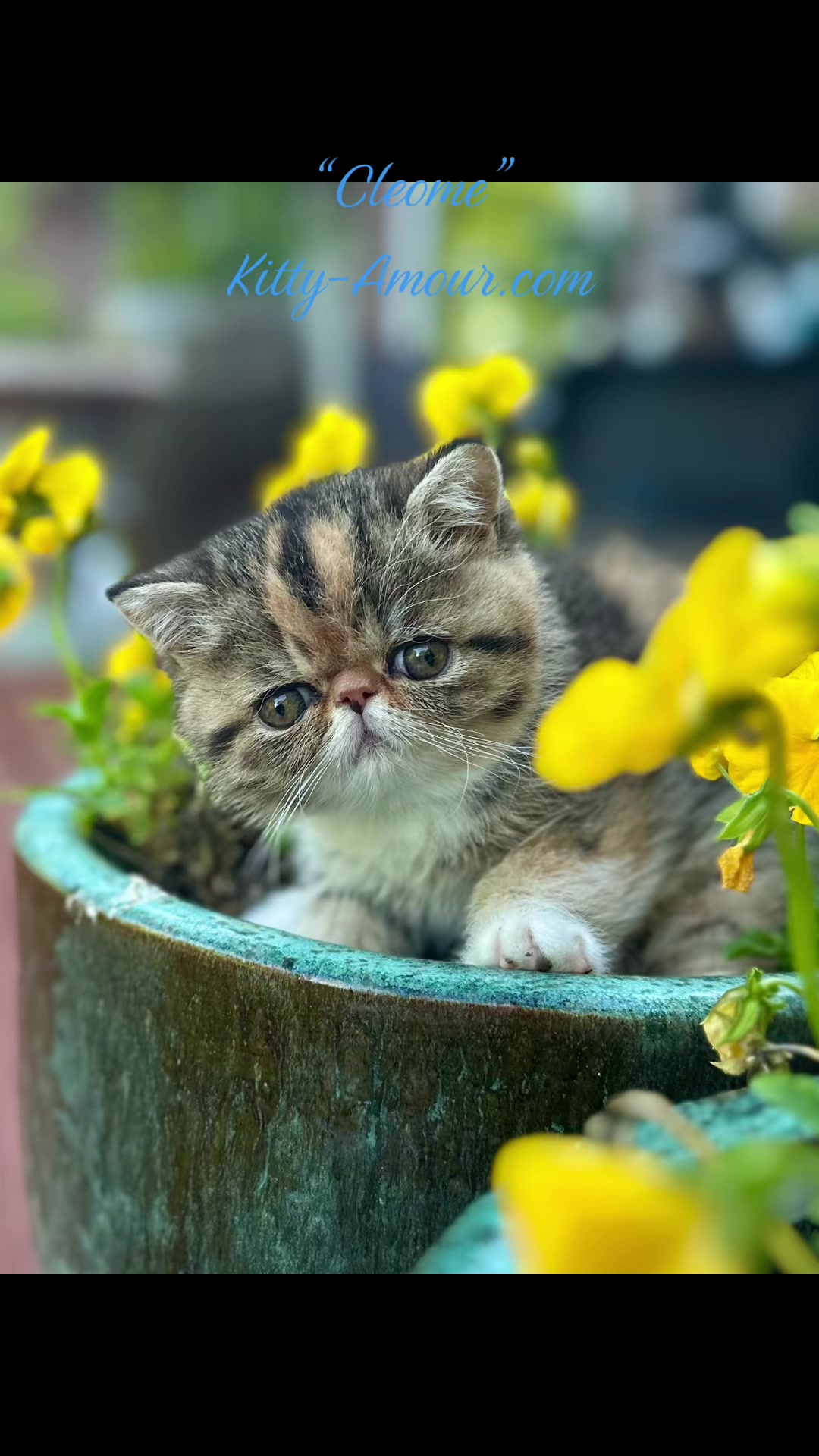 @KittyAmourCattery