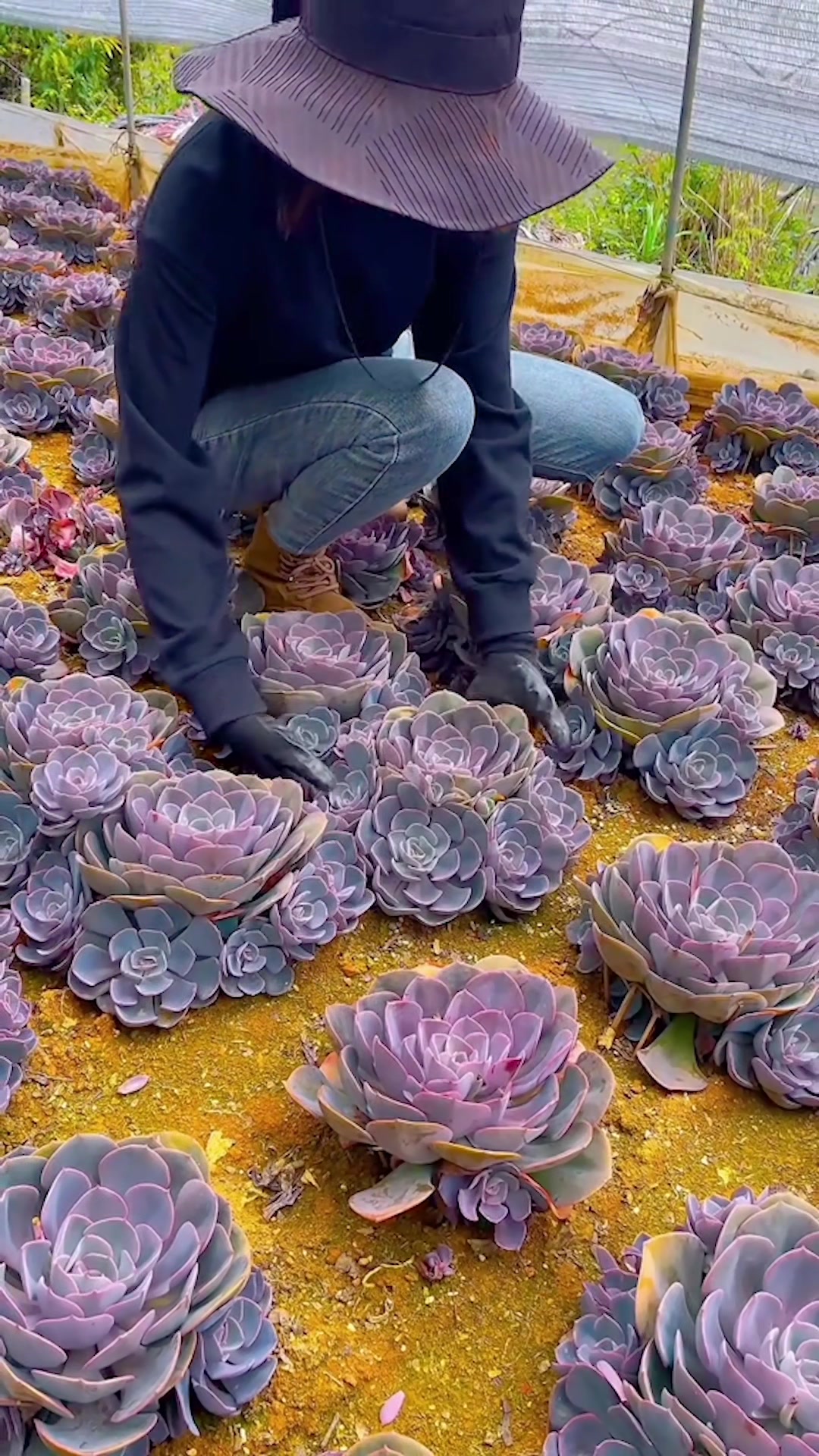 @Succulent Garden