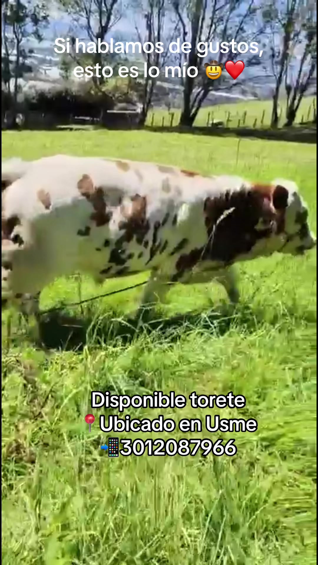 @Ganaderia San Jose 🐄