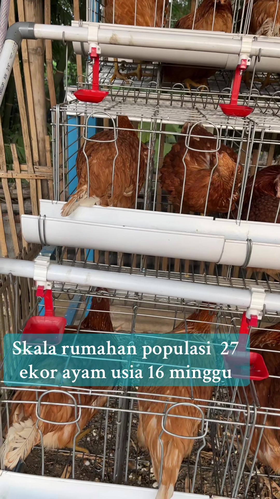@TERNAK KITA