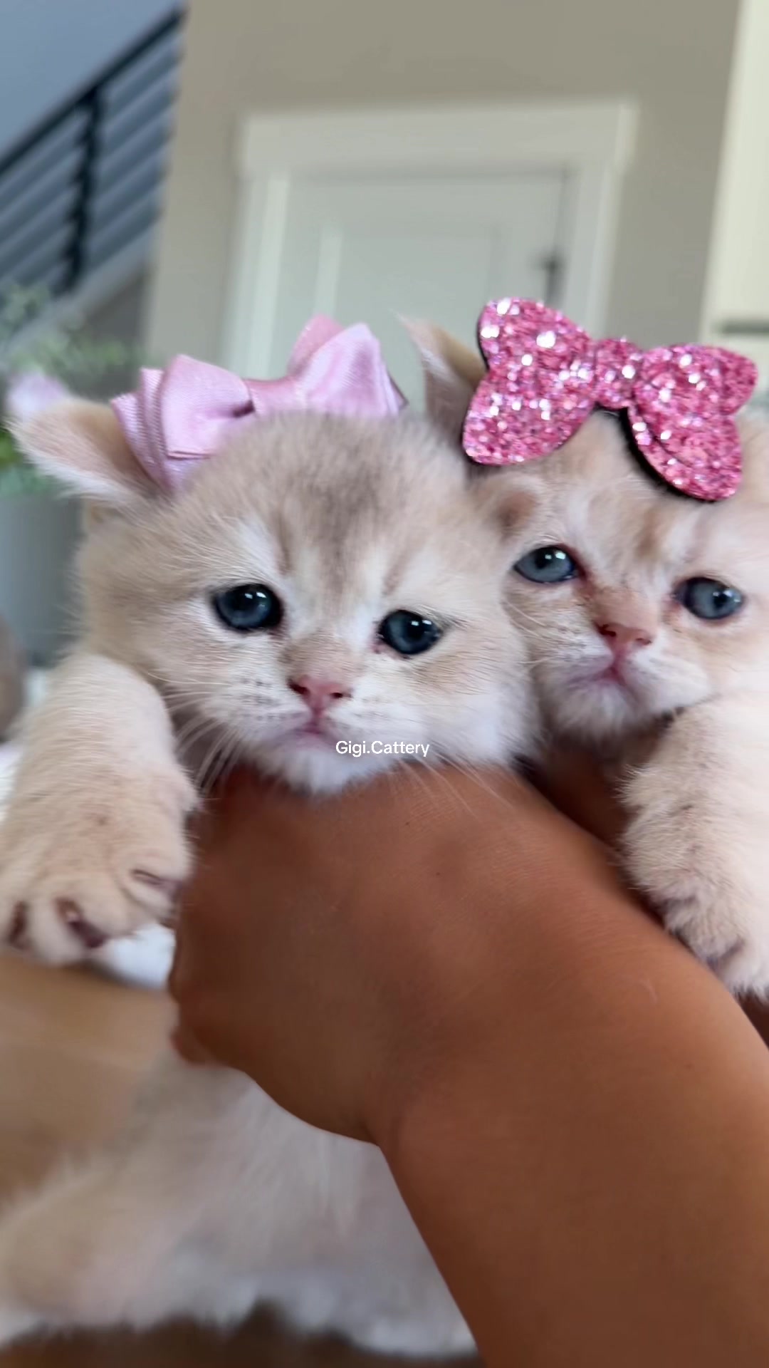 @gigi.cattery