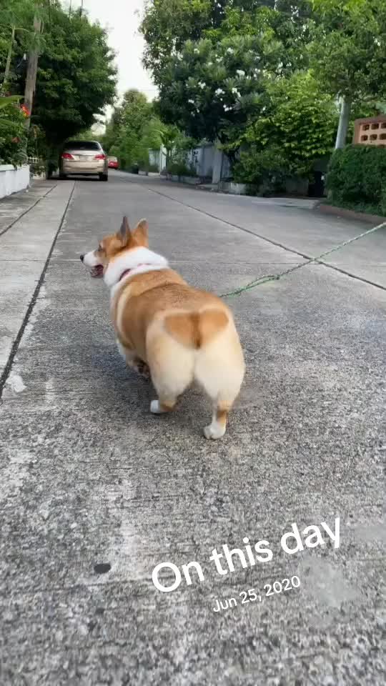 @Hachi Family 🐶🐕🦊