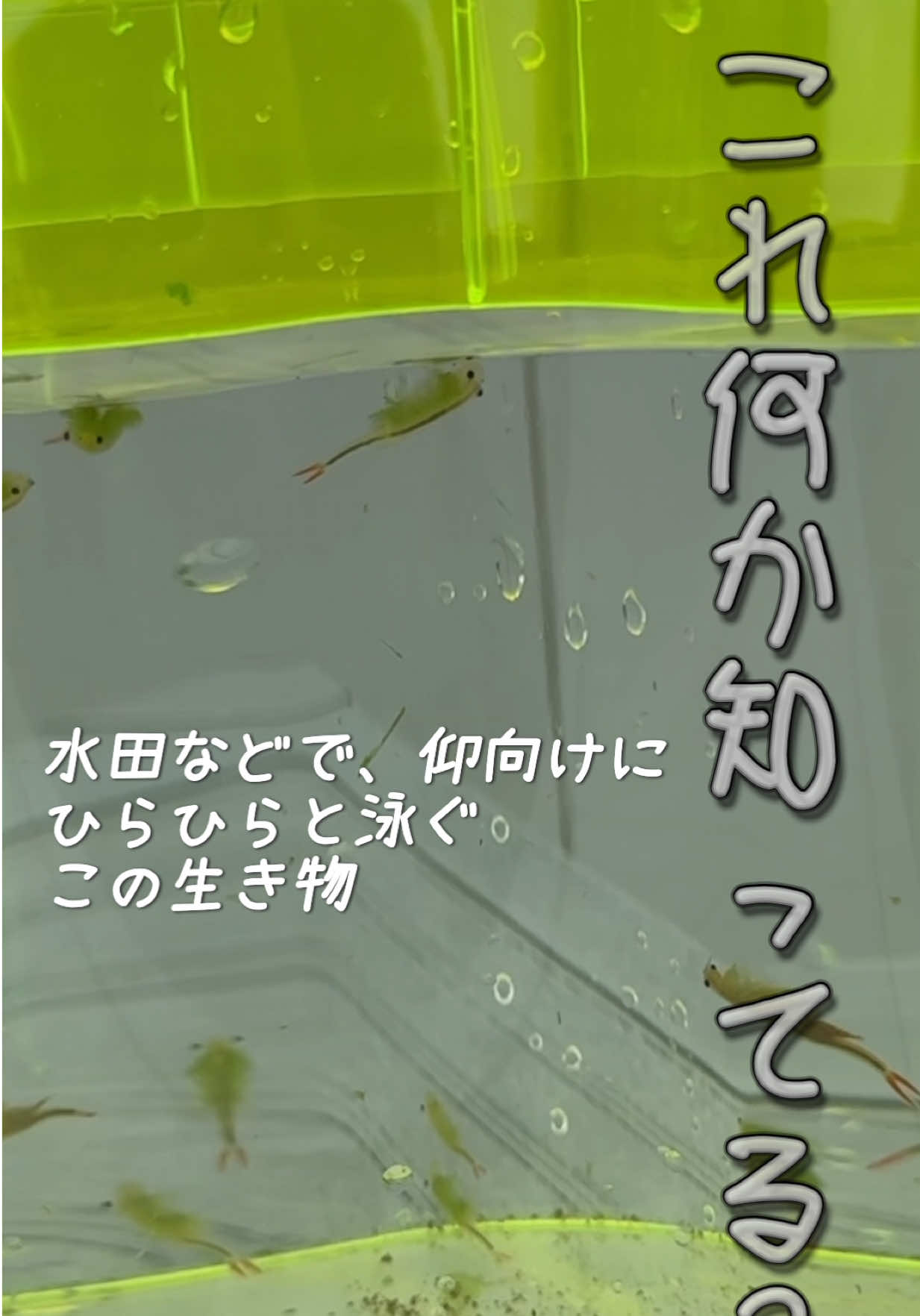@はるひなちゃんねる