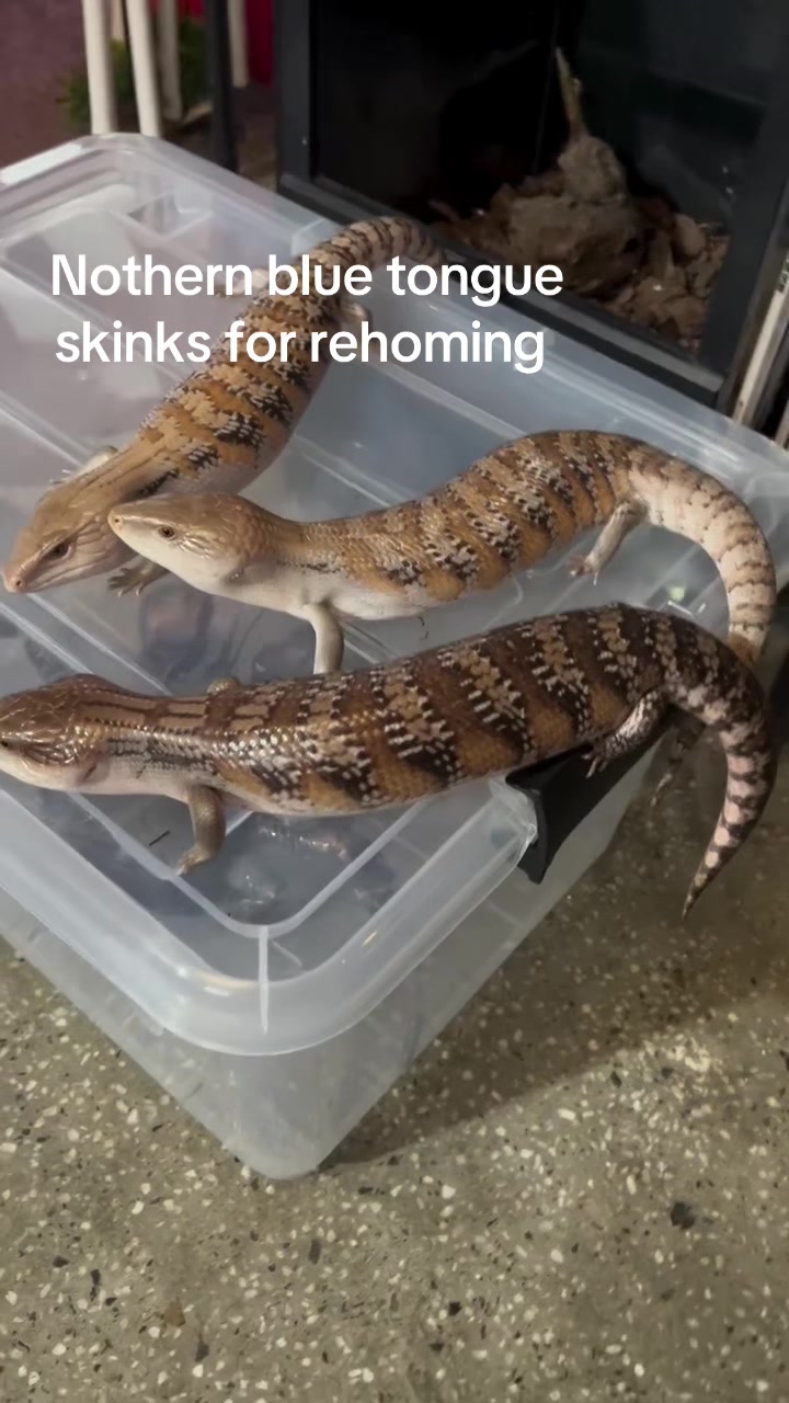 @Geckos shop