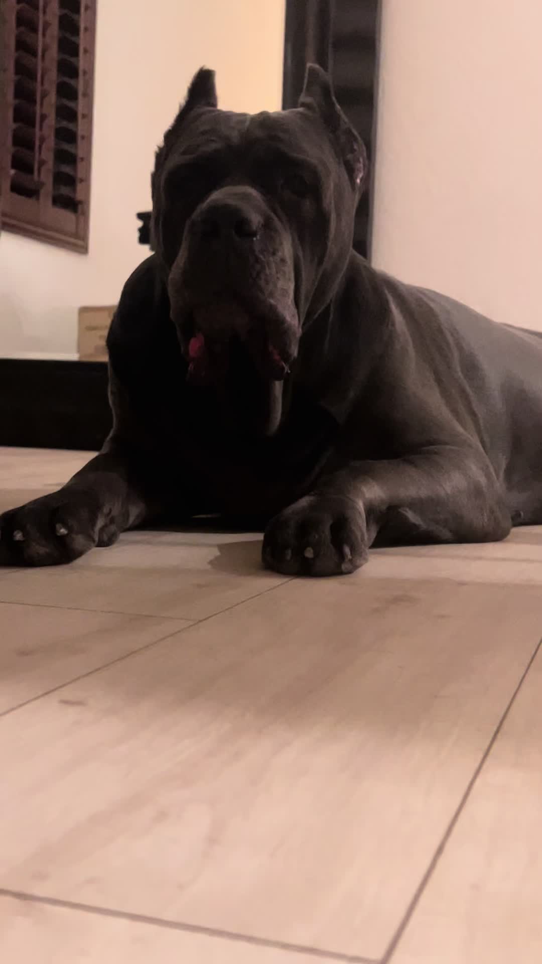 @Phoenician Cane Corso Stormi