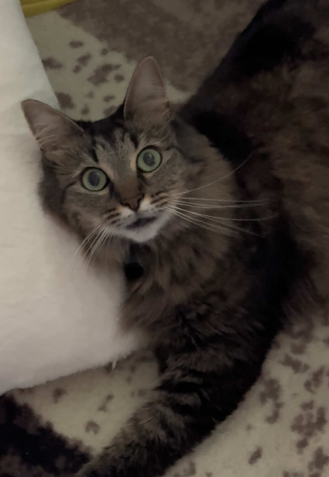 @RoxySnowballCatDrama