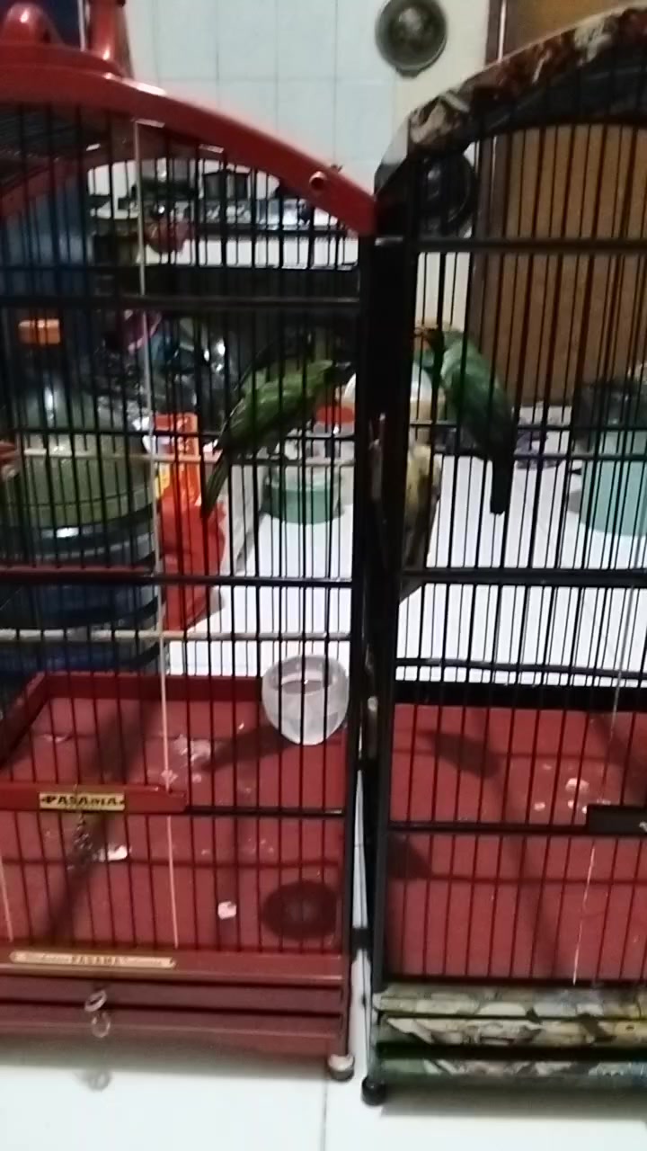 @pungkisaja429