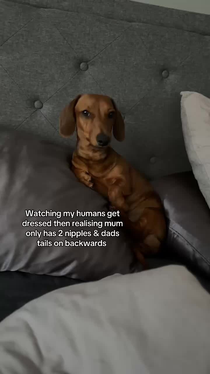 @Von & Her Hounds