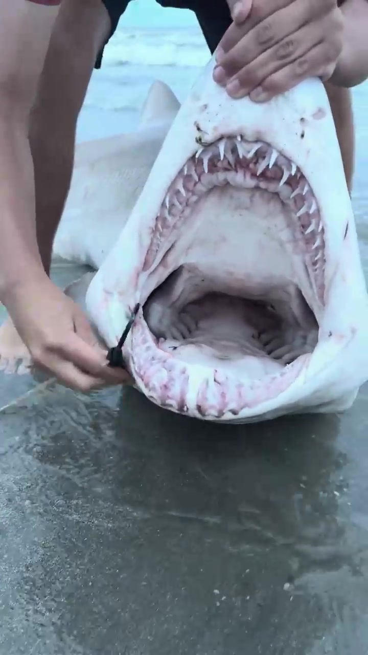 @sharkabcabc