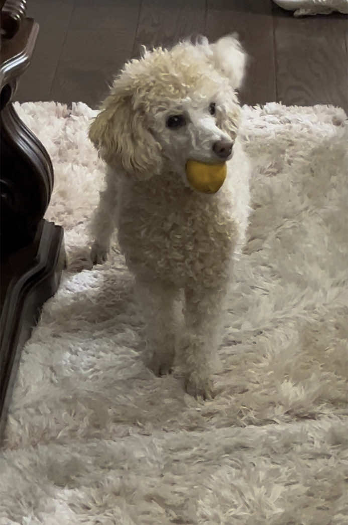 @Winnie the Poodle 🍯