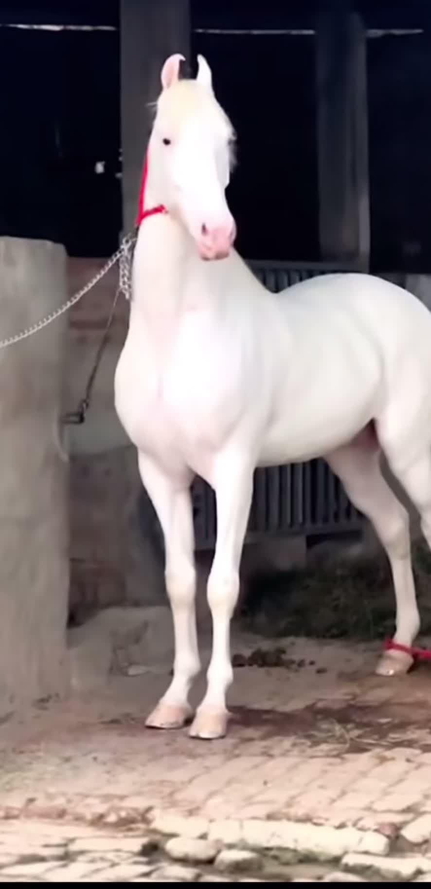 @شوق۔ پنجاب دا🐴🐴