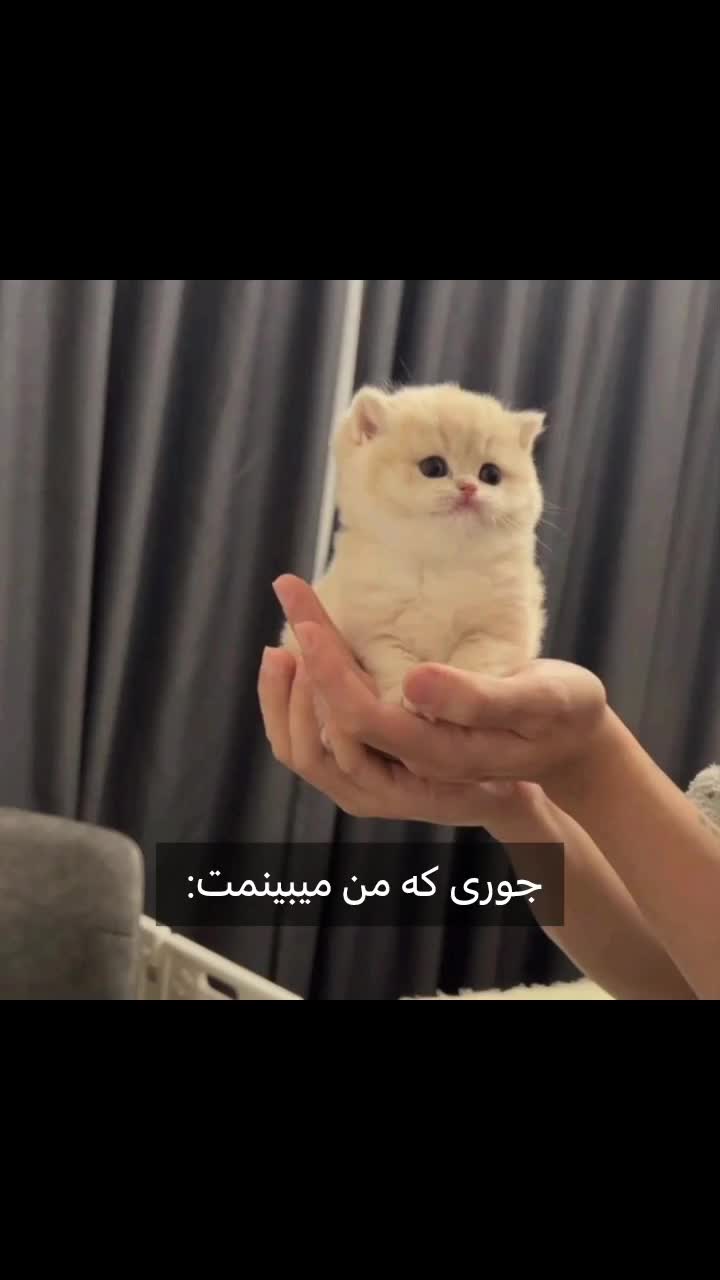 @𝖕𝖊𝖗𝖘𝖎𝖆𝖓 𝖌𝖎𝖗𝖑🐈⬛🎱