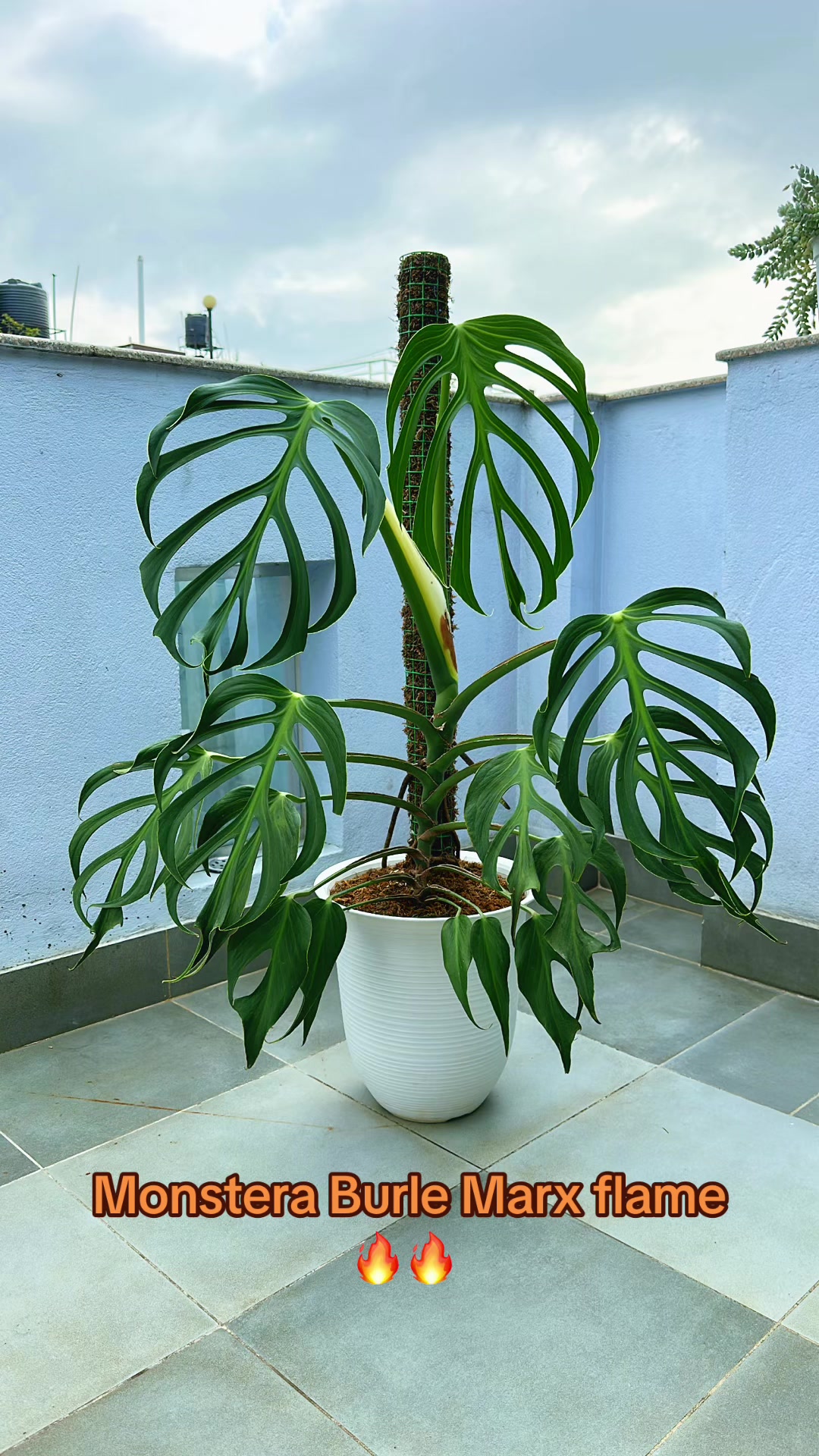 @Plantlife50