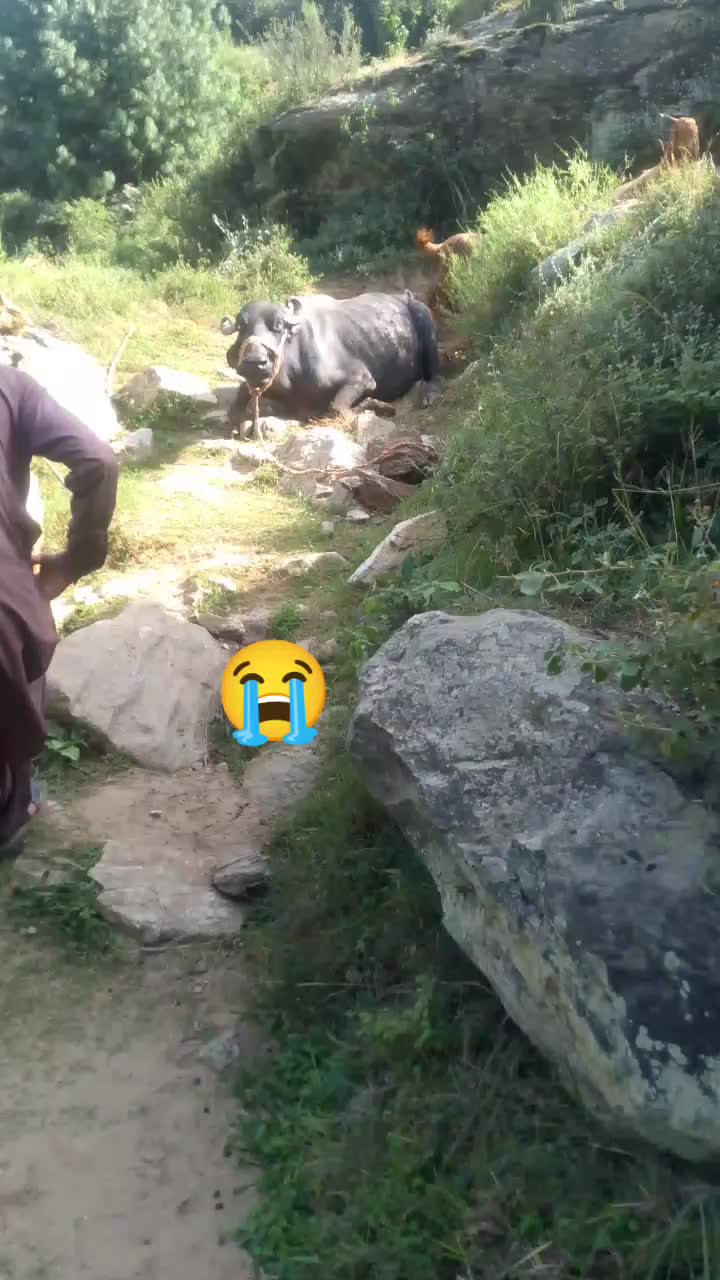 @Arif khan
