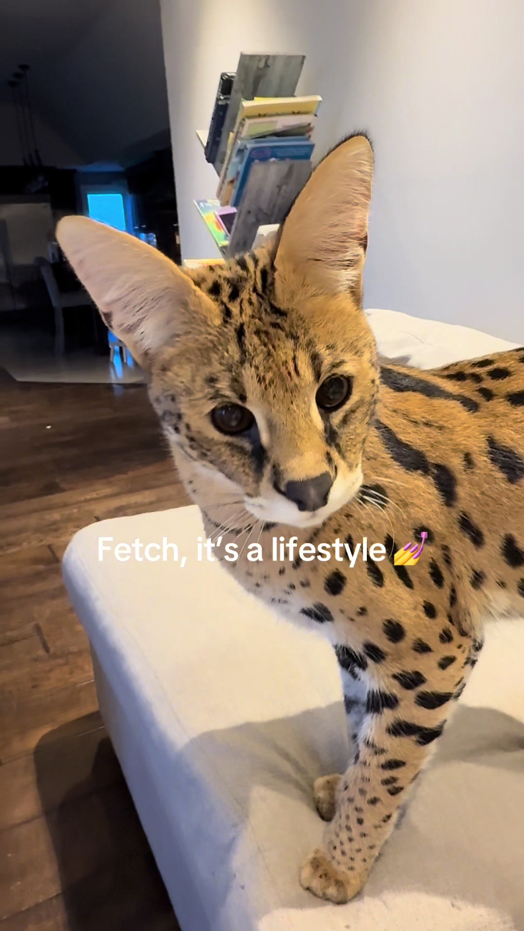 @milo the serval