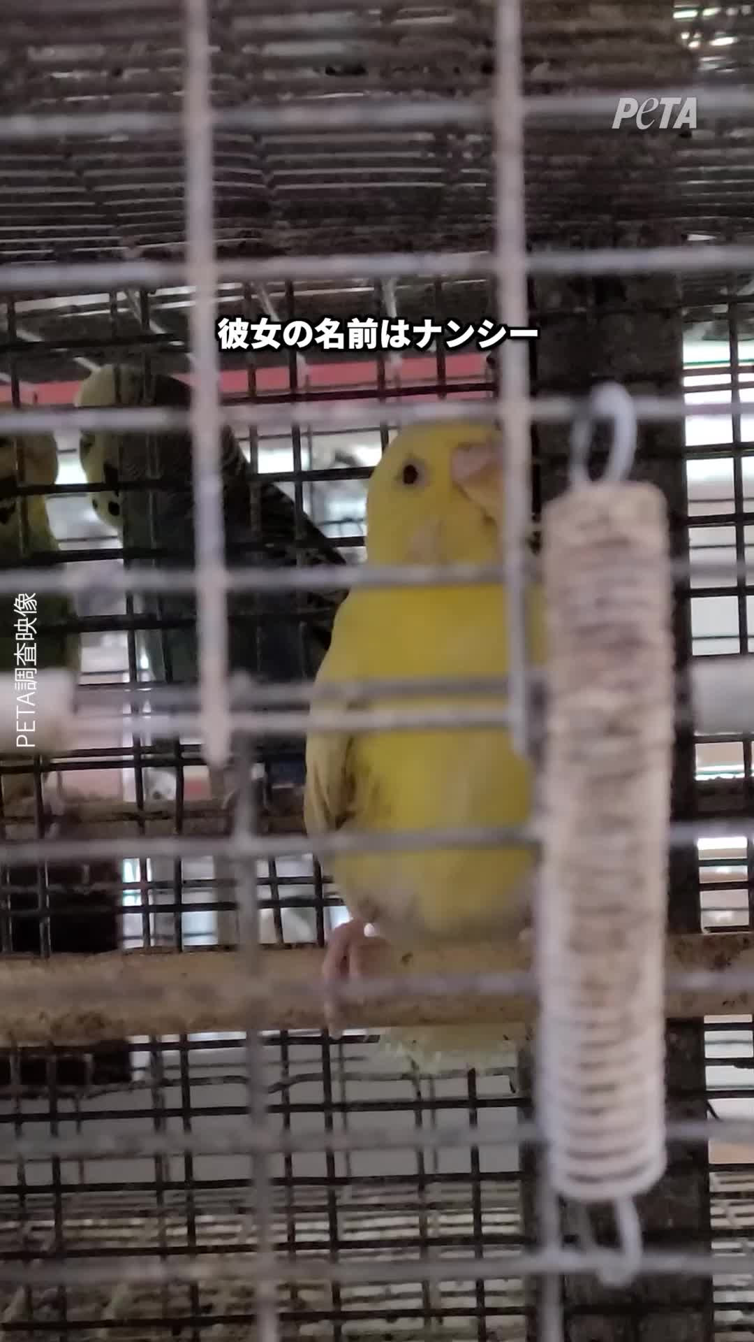 @PETAアジア 動物の倫理的扱いを求める人々の会 JAPAN